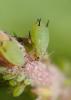 Aphis pomi